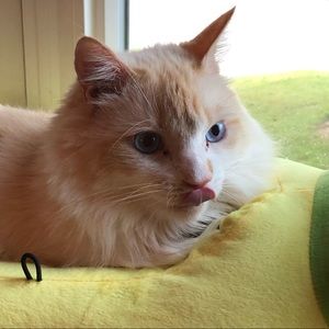 Meet your Posher, Emma